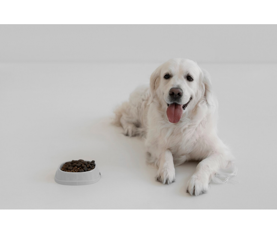 Jak nauczyć psa jeść suchą karmę? Poradnik